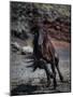 Icelandic Black Stallion, Iceland-null-Mounted Photographic Print