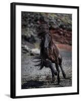 Icelandic Black Stallion, Iceland-null-Framed Photographic Print