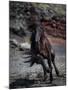 Icelandic Black Stallion, Iceland-null-Mounted Photographic Print