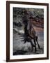 Icelandic Black Stallion, Iceland-null-Framed Photographic Print
