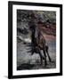 Icelandic Black Stallion, Iceland-null-Framed Photographic Print