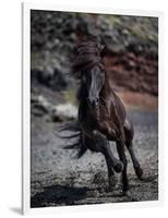 Icelandic Black Stallion, Iceland-null-Framed Photographic Print