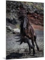 Icelandic Black Stallion, Iceland-null-Mounted Photographic Print
