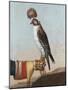 Icelandic Gerfalcon, 1759-German School-Mounted Giclee Print