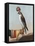 Icelandic Gerfalcon, 1759-German School-Framed Stretched Canvas