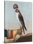 Icelandic Gerfalcon, 1759-German School-Stretched Canvas