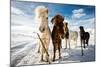 Icelandic Hair Style-Mike Leske-Mounted Photographic Print