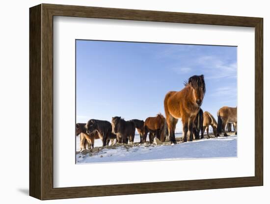 Icelandic Horse During Winter in Iceland with Typical Winter Coat. Iceland-Martin Zwick-Framed Photographic Print