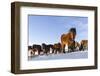 Icelandic Horse During Winter in Iceland with Typical Winter Coat. Iceland-Martin Zwick-Framed Photographic Print