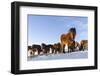Icelandic Horse During Winter in Iceland with Typical Winter Coat. Iceland-Martin Zwick-Framed Photographic Print