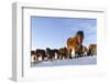 Icelandic Horse During Winter in Iceland with Typical Winter Coat. Iceland-Martin Zwick-Framed Photographic Print