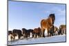 Icelandic Horse During Winter in Iceland with Typical Winter Coat. Iceland-Martin Zwick-Mounted Photographic Print