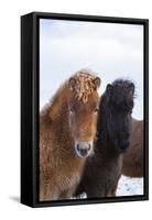 Icelandic Horse During Winter with Typical Winter Coat, Iceland-Martin Zwick-Framed Stretched Canvas