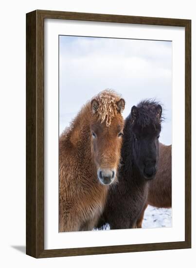 Icelandic Horse During Winter with Typical Winter Coat, Iceland-Martin Zwick-Framed Photographic Print