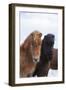 Icelandic Horse During Winter with Typical Winter Coat, Iceland-Martin Zwick-Framed Photographic Print