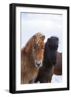 Icelandic Horse During Winter with Typical Winter Coat, Iceland-Martin Zwick-Framed Photographic Print