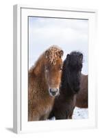 Icelandic Horse During Winter with Typical Winter Coat, Iceland-Martin Zwick-Framed Photographic Print