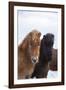 Icelandic Horse During Winter with Typical Winter Coat, Iceland-Martin Zwick-Framed Photographic Print