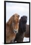 Icelandic Horse During Winter with Typical Winter Coat, Iceland-Martin Zwick-Framed Photographic Print