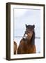 Icelandic Horse During Winter with Typical Winter Coat, Iceland-Martin Zwick-Framed Premium Photographic Print