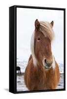 Icelandic Horse During Winter with Typical Winter Coat, Iceland-Martin Zwick-Framed Stretched Canvas