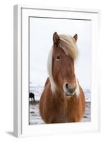 Icelandic Horse During Winter with Typical Winter Coat, Iceland-Martin Zwick-Framed Photographic Print