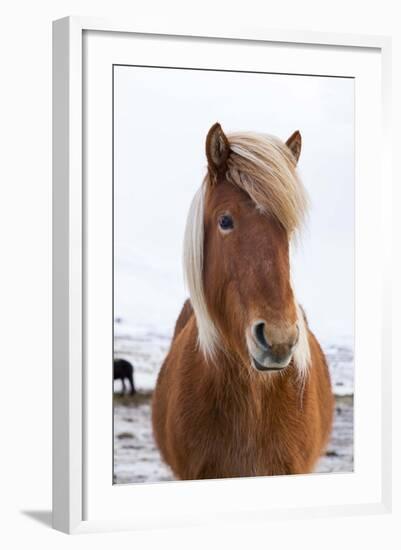 Icelandic Horse During Winter with Typical Winter Coat, Iceland-Martin Zwick-Framed Photographic Print