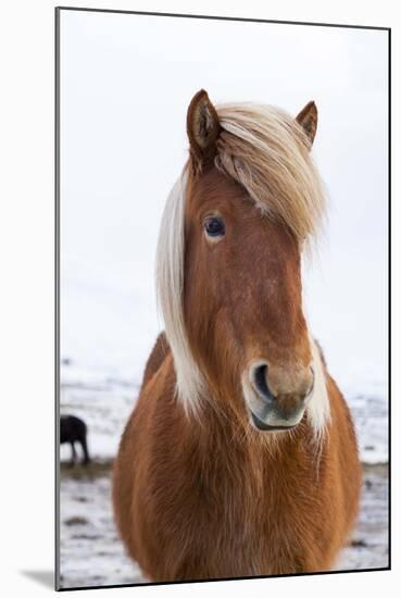 Icelandic Horse During Winter with Typical Winter Coat, Iceland-Martin Zwick-Mounted Photographic Print