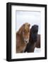 Icelandic Horse During Winter with Typical Winter Coat, Iceland-Martin Zwick-Framed Photographic Print