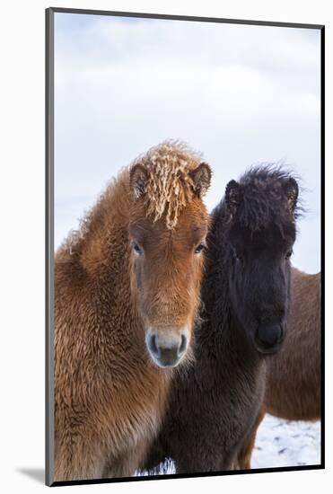 Icelandic Horse During Winter with Typical Winter Coat, Iceland-Martin Zwick-Mounted Photographic Print