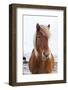 Icelandic Horse During Winter with Typical Winter Coat, Iceland-Martin Zwick-Framed Photographic Print