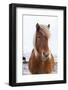 Icelandic Horse During Winter with Typical Winter Coat, Iceland-Martin Zwick-Framed Photographic Print