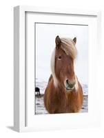 Icelandic Horse During Winter with Typical Winter Coat, Iceland-Martin Zwick-Framed Photographic Print