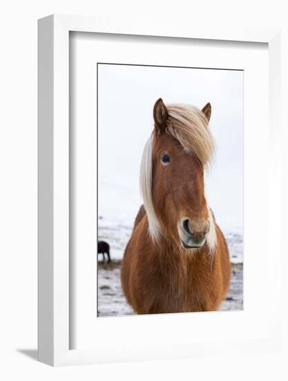 Icelandic Horse During Winter with Typical Winter Coat, Iceland-Martin Zwick-Framed Photographic Print