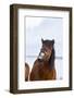 Icelandic Horse During Winter with Typical Winter Coat, Iceland-Martin Zwick-Framed Photographic Print