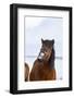 Icelandic Horse During Winter with Typical Winter Coat, Iceland-Martin Zwick-Framed Photographic Print