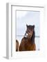 Icelandic Horse During Winter with Typical Winter Coat, Iceland-Martin Zwick-Framed Photographic Print