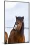 Icelandic Horse During Winter with Typical Winter Coat, Iceland-Martin Zwick-Mounted Photographic Print