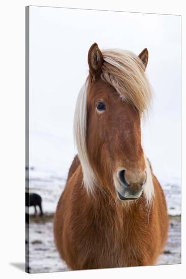 Icelandic Horse During Winter with Typical Winter Coat, Iceland-Martin Zwick-Stretched Canvas