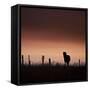 Icelandic Horse in Pasture at Sunset-Arctic-Images-Framed Stretched Canvas