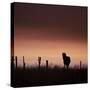 Icelandic Horse in Pasture at Sunset-Arctic-Images-Stretched Canvas