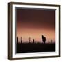 Icelandic Horse in Pasture at Sunset-Arctic-Images-Framed Photographic Print