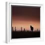 Icelandic Horse in Pasture at Sunset-Arctic-Images-Framed Photographic Print