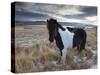 Icelandic Horse Near Lake Lagarfljot, Near Egilsstadir, Fljotdalsherad Valley-Patrick Dieudonne-Stretched Canvas