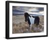 Icelandic Horse Near Lake Lagarfljot, Near Egilsstadir, Fljotdalsherad Valley-Patrick Dieudonne-Framed Photographic Print