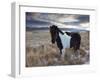 Icelandic Horse Near Lake Lagarfljot, Near Egilsstadir, Fljotdalsherad Valley-Patrick Dieudonne-Framed Photographic Print