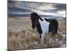 Icelandic Horse Near Lake Lagarfljot, Near Egilsstadir, Fljotdalsherad Valley-Patrick Dieudonne-Mounted Photographic Print