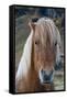 Icelandic horse near Vik, Iceland, Polar Regions-Sergio Pitamitz-Framed Stretched Canvas