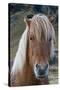 Icelandic horse near Vik, Iceland, Polar Regions-Sergio Pitamitz-Stretched Canvas