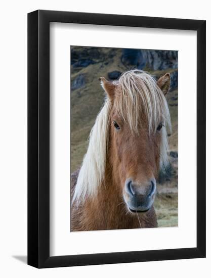 Icelandic horse near Vik, Iceland, Polar Regions-Sergio Pitamitz-Framed Photographic Print